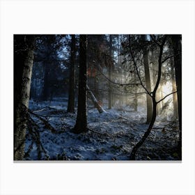 Winter Forest Canvas Print