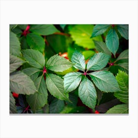 Red Raspberries Canvas Print