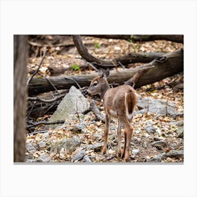 Deer Fawn Canvas Print