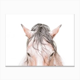 Horse's Head Canvas Print
