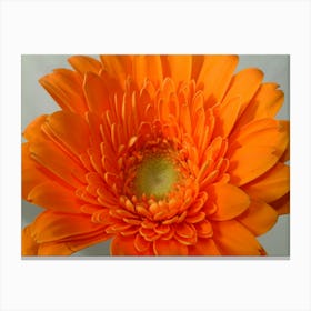 orange Canvas Print