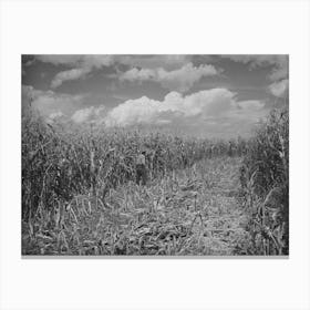 Cornfield, Concho, Arizona By Russell Lee Canvas Print