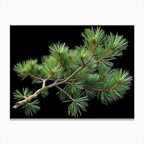 Isolated Green Pine Branch On Black Background Canvas Print