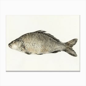 Fish 5, Jean Bernard Canvas Print