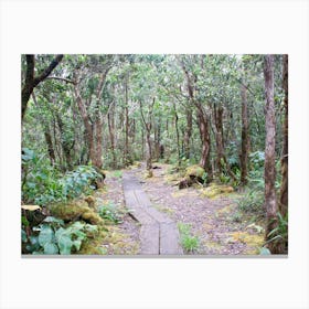 Path In The Forest Canvas Print