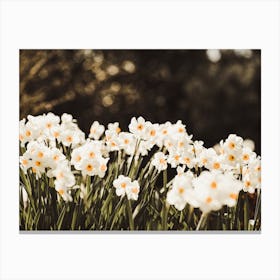 White Daffodil Flowers Canvas Print