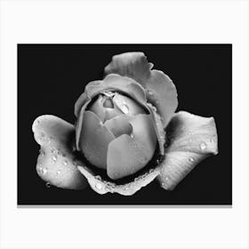 Black And White Rose Canvas Print