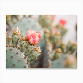 Cactus Flower Closeup Canvas Print