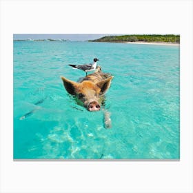 Swimming Pig Bahamas Canvas Print