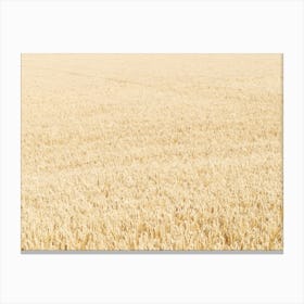 Barley field, Fife 11663 Canvas Print