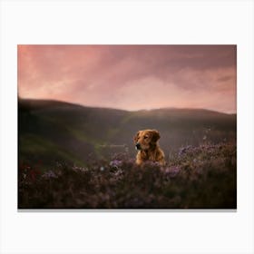 Golden Retriever in the heather field - Penthill Edinbrugh Scotland UK dog photo print - moody animal photography 1 Canvas Print