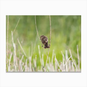 Back Of Female Red Winged Blackbird Canvas Print