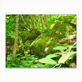 Mossy Rocks In The Forest Canvas Print