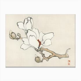 Magnolia 1 Canvas Print