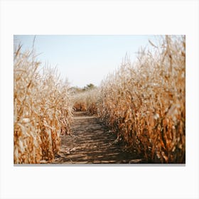 Dried Corn Stalks Canvas Print