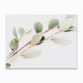 Eucalyptus Branch Canvas Print