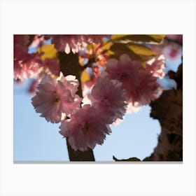 Pink blossoms of ornamental cherry 3 Canvas Print