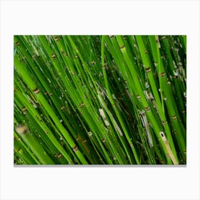 Bamboo Abstract Canvas Print