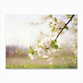 Blooming Pear Tree In Spring Close Up Shot Focusing On Delicate White Blossoms Against A Soft Hued 2 Canvas Print