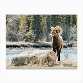 Bighorn Sheep Near River Canvas Print
