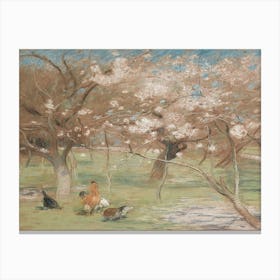 Blossoming Cherry Trees Canvas Print