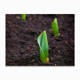 Tulips In The Garden Canvas Print