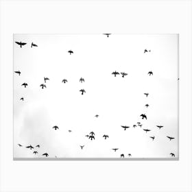 Flight And Freedom 03 Canvas Print