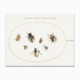 Seven Bees And Flies (1575–1580), Joris Hoefnagel Canvas Print