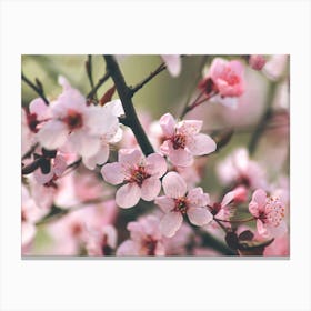 Cherry Blossoms. Pink sakura blossom. Canvas Print