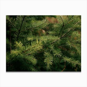 Pine Details Canvas Print