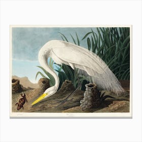 White Heron, Birds Of America, John James Audubon Canvas Print