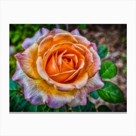 Orange Rose Canvas Print