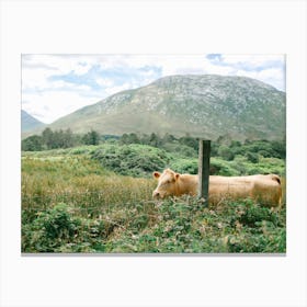 Irish Cow in a Field  Canvas Print