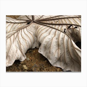 Leaf Abstract Canvas Print