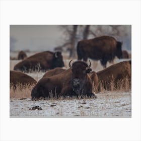 Snowy Ground Bison Canvas Print