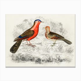 Hand Drawn Sketch Of Birds, Oliver Goldsmith Canvas Print