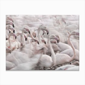 In The Pink Transhumance Canvas Print