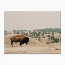 Wyoming Bison Canvas Print