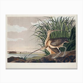 Long Billed Curlew, Birds Of America, John James Audubon Canvas Print