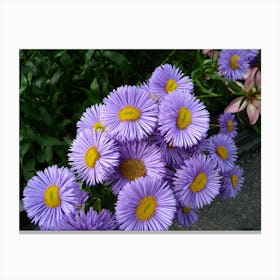 Aster Canvas Print