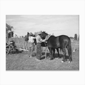 Harnessing Horses, Concho, Arizona By Russell Lee Canvas Print