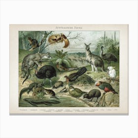 Vintage Meyers 3 Australische Fauna Canvas Print