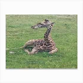 Baby giraffe Canvas Print