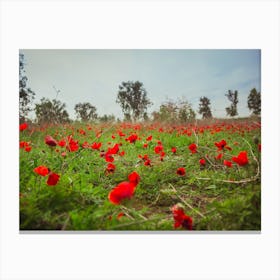 Field Of Red Anemones Canvas Print