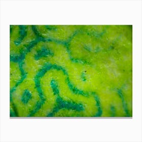 Abstract Green Pattern Fabric Texture On Israeli Money Bill Of 50 Shekel Under The Microscope 2 Canvas Print