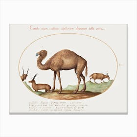 Camel, Ibex, And Goat (1575–1580), Joris Hoefnagel Canvas Print