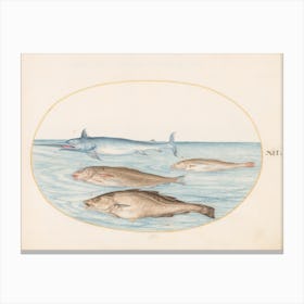 Aquatic And Shellfish Animals, Joris Hoefnagel (9) Canvas Print