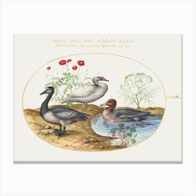 Geese With Poppies And Cyclamen (1575–1580), Joris Hoefnagel Canvas Print