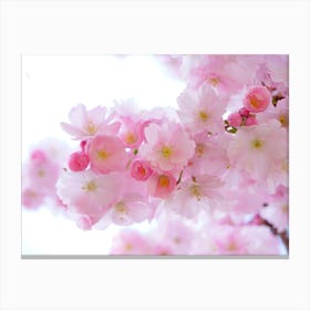 Cherry Blossoms 9 Canvas Print