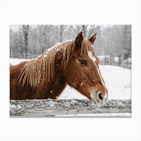 Sorrel Winter Horse Canvas Print